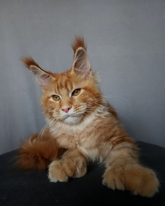 N*Anton  Akbars (polydactyl 77/66) - Kitten maine-coon 5 months