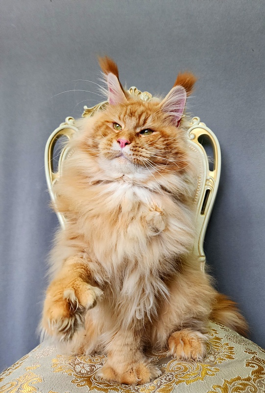 N*Anton  Akbars (polydactyl 77/66) - Adult maine-coon 1 year 1 month 3 weeks