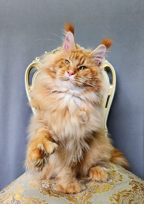N*Anton  Akbars (polydactyl 77/66) - Adult maine-coon 1 year 1 month 3 weeks