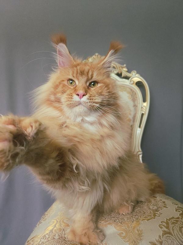 N*Anton  Akbars (polydactyl 77/66) - Adult maine-coon 1 year 1 month 3 weeks