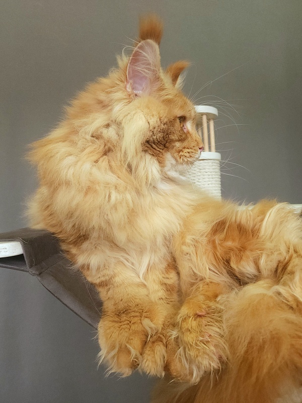 N*Anton  Akbars (polydactyl 77/66) - Adult maine-coon 1 year 1 month 3 weeks