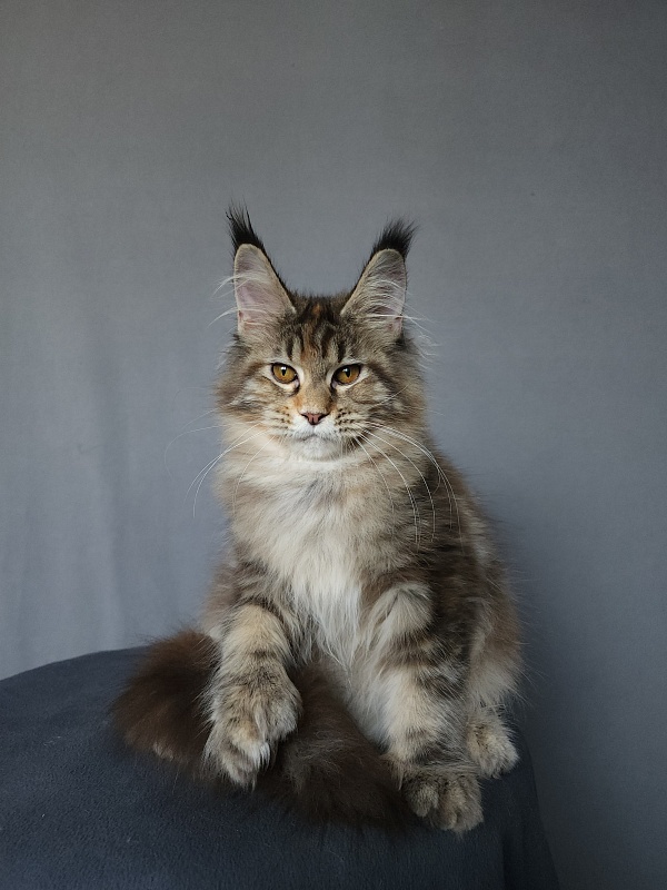 Nicosha Akbars (polydactyl) - Kitten maine-coon 4 months 3 weeks
