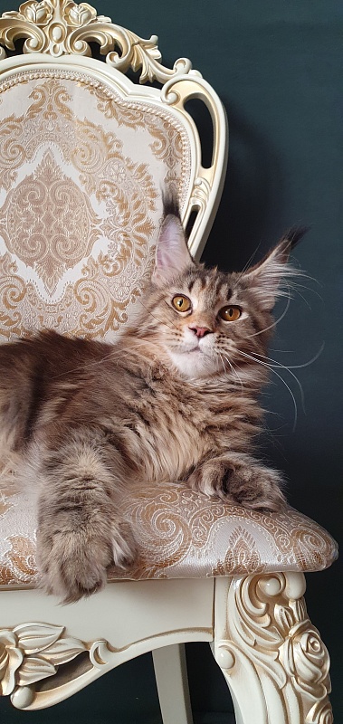 Nicosha Akbars (polydactyl) - Kitten maine-coon 6 months 3 weeks