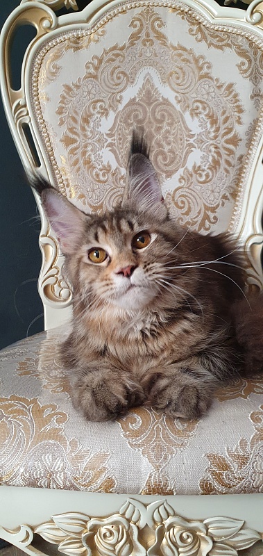 Nicosha Akbars (polydactyl) - Kitten maine-coon 6 months 3 weeks