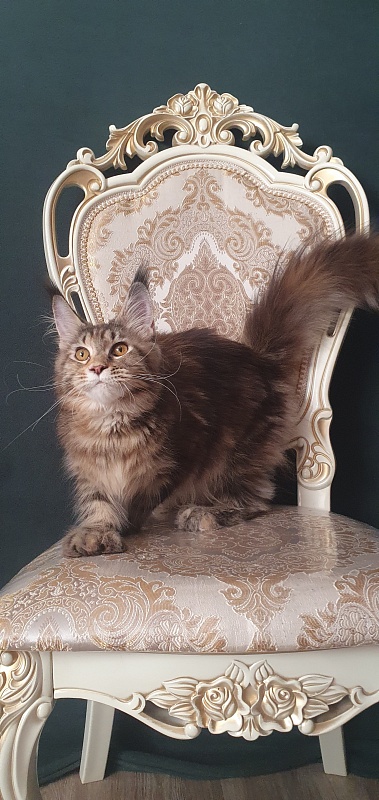 Nicosha Akbars (polydactyl) - Kitten maine-coon 6 months 3 weeks
