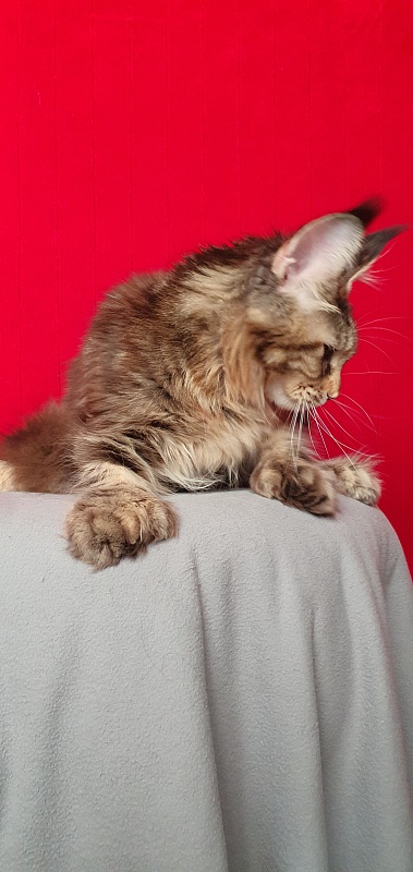 Nicosha Akbars (polydactyl) - Kitten maine-coon 6 months 3 weeks