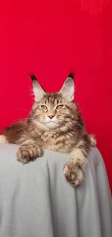 Nicosha Akbars (polydactyl) - Kitten maine-coon 6 months 3 weeks