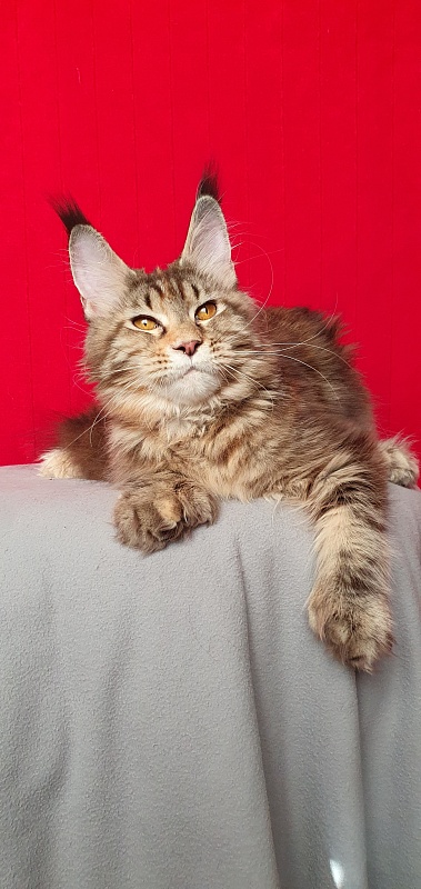 Nicosha Akbars (polydactyl) - Kitten maine-coon 6 months 3 weeks