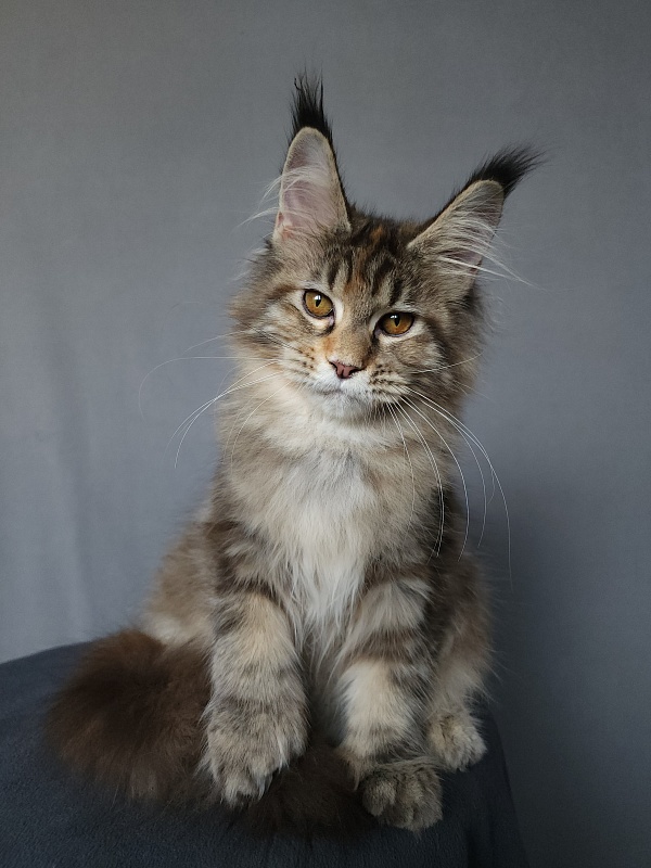 Nicosha Akbars (polydactyl) - Kitten maine-coon 4 months 3 weeks