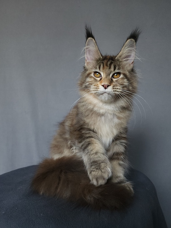 Nicosha Akbars (polydactyl) - Kitten maine-coon 4 months 3 weeks