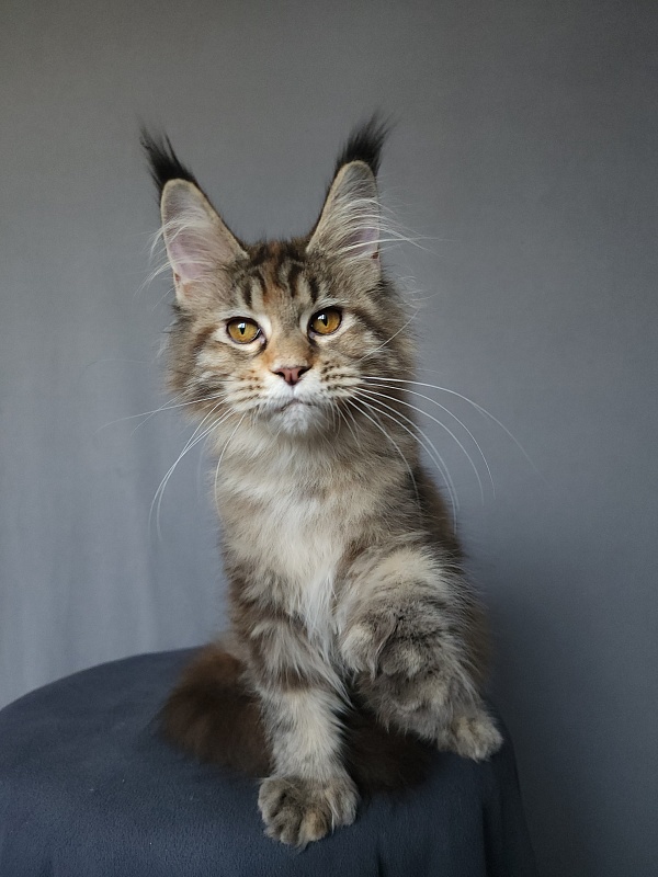 Nicosha Akbars (polydactyl) - Kitten maine-coon 4 months 3 weeks
