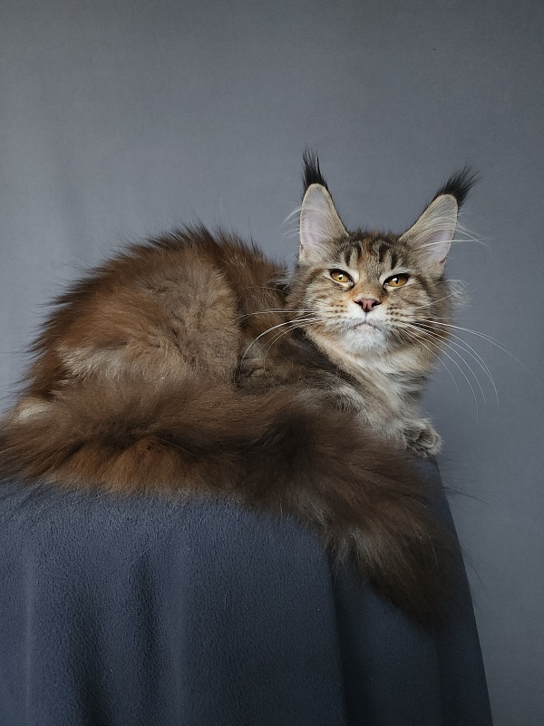 Nicosha Akbars (polydactyl) - Kitten maine-coon 4 months 3 weeks