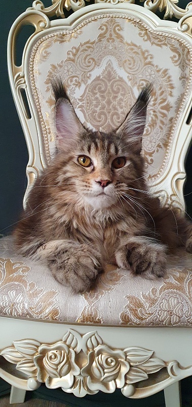 Nicosha Akbars (polydactyl) - Kitten maine-coon 6 months 3 weeks