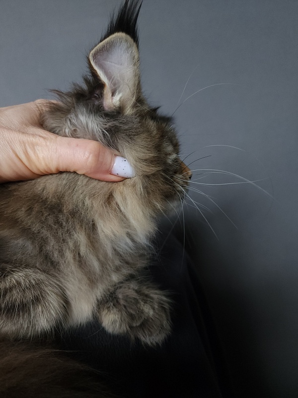 Nicosha Akbars (polydactyl) - Kitten maine-coon 4 months 3 weeks