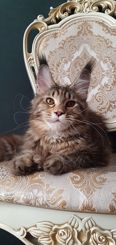 Nicosha Akbars (polydactyl) - Kitten maine-coon 6 months 3 weeks