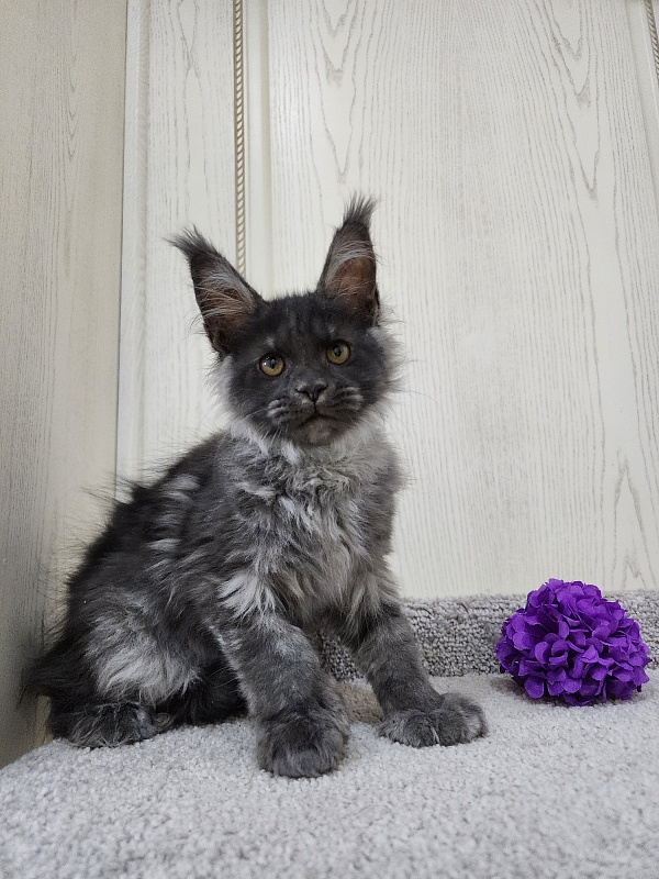 Undine Akbars (polydactyl) 67/66 - Kitten maine-coon 3 months 0.5 weeks