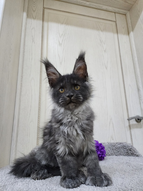 Undine Akbars (polydactyl) 67/66 - Kitten maine-coon 3 months 0.5 weeks