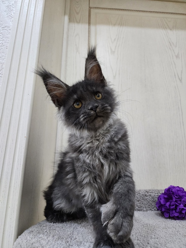 Undine Akbars (polydactyl) 67/66 - Kitten maine-coon 3 months 0.5 weeks