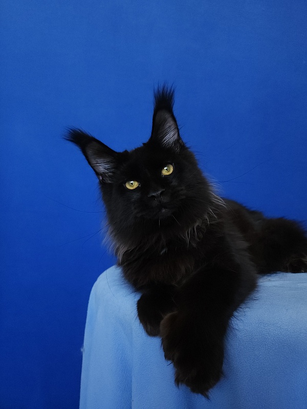 Urgant Akbars (polydactyl) 76/66 - Kitten maine-coon 5 months 4 weeks