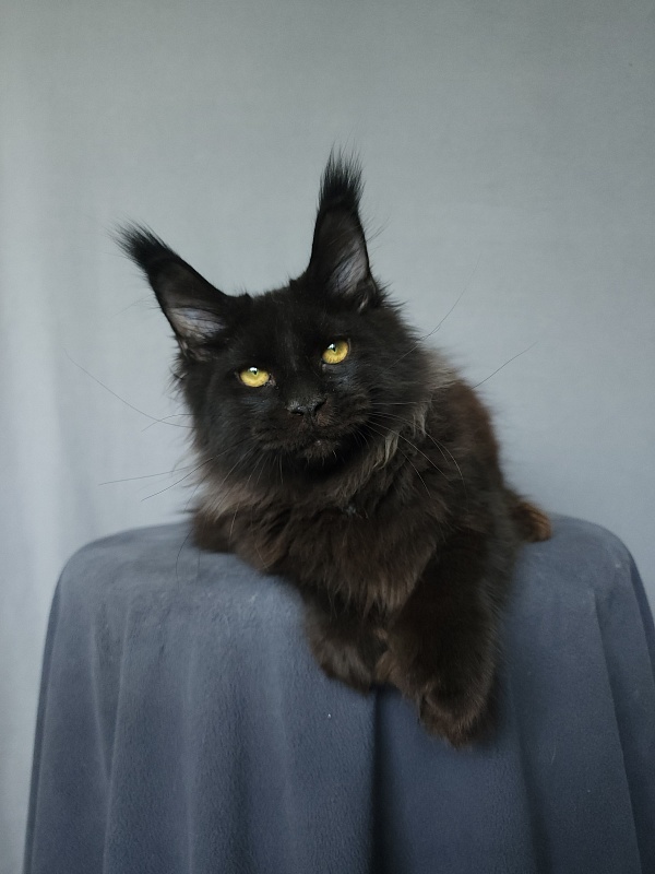 Urgant Akbars (polydactyl) 76/66 - Kitten maine-coon 4 months 3 weeks