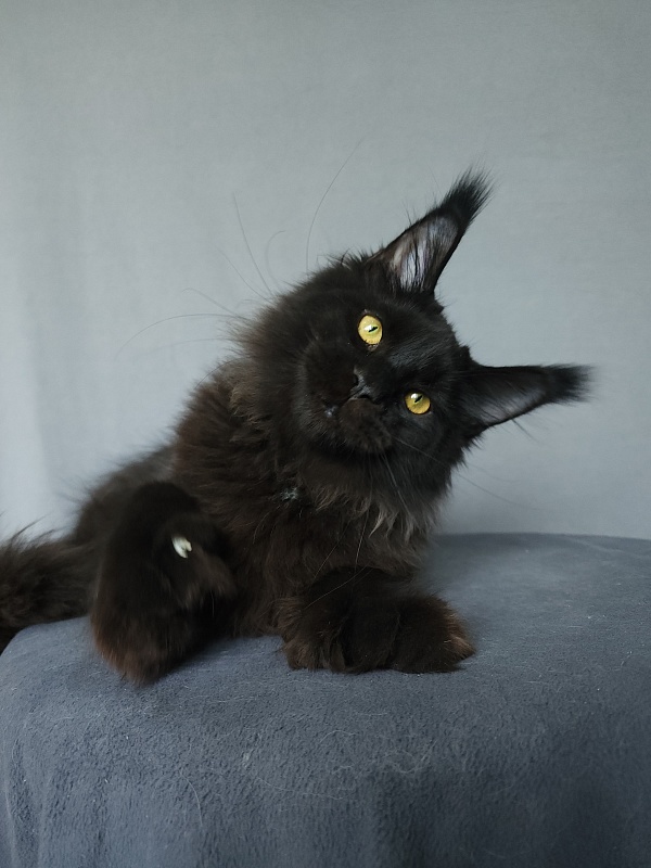 Urgant Akbars (polydactyl) 76/66 - Kitten maine-coon 4 months 3 weeks