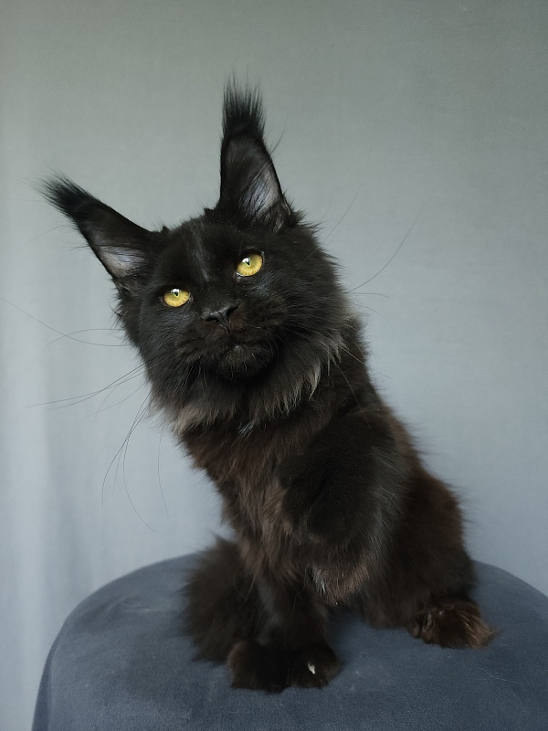 Urgant Akbars (polydactyl) 76/66 - Kitten maine-coon 4 months 3 weeks