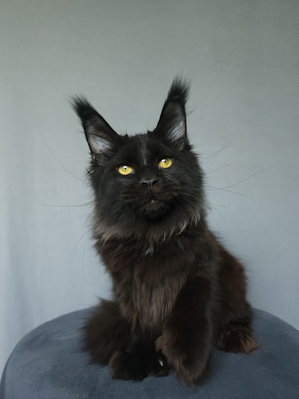 Urgant Akbars (polydactyl) 76/66 - Kitten maine-coon 4 months 3 weeks