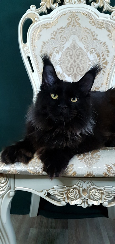 Urgant Akbars (polydactyl) 76/66 - Kitten maine-coon 6 months