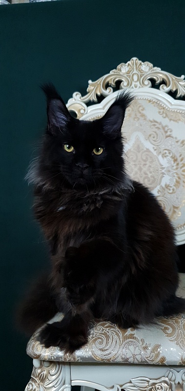 Urgant Akbars (polydactyl) 76/66 - Kitten maine-coon 6 months