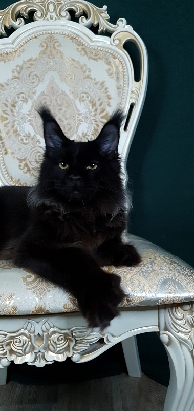 Urgant Akbars (polydactyl) 76/66 - Kitten maine-coon 6 months