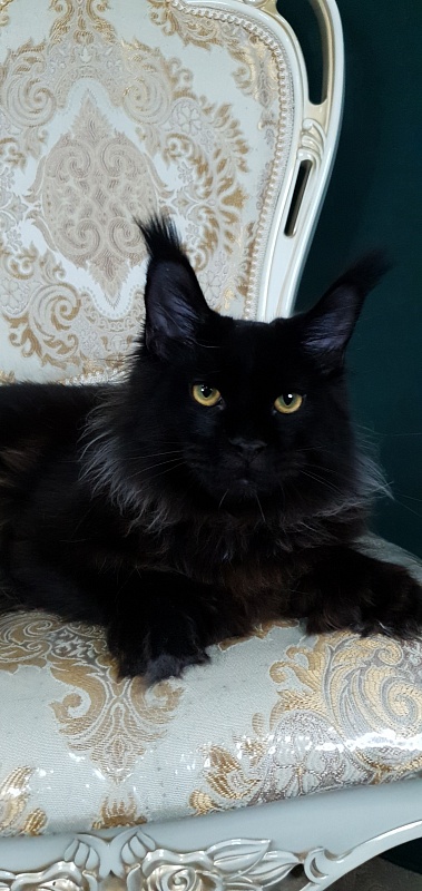 Urgant Akbars (polydactyl) 76/66 - Kitten maine-coon 6 months