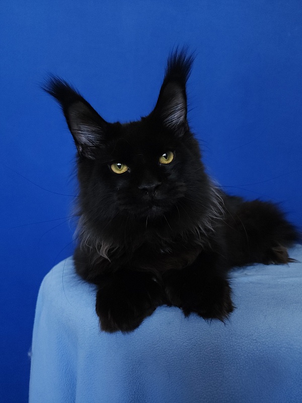 Urgant Akbars (polydactyl) 76/66 - Kitten maine-coon 5 months 4 weeks