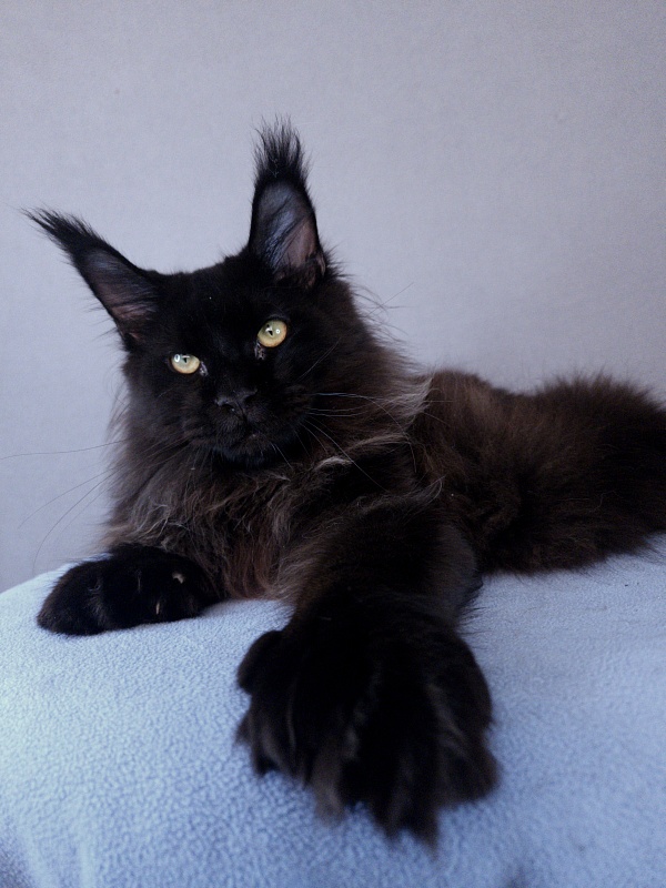 Urgant Akbars (polydactyl) 76/66 - Junior maine-coon 7 months