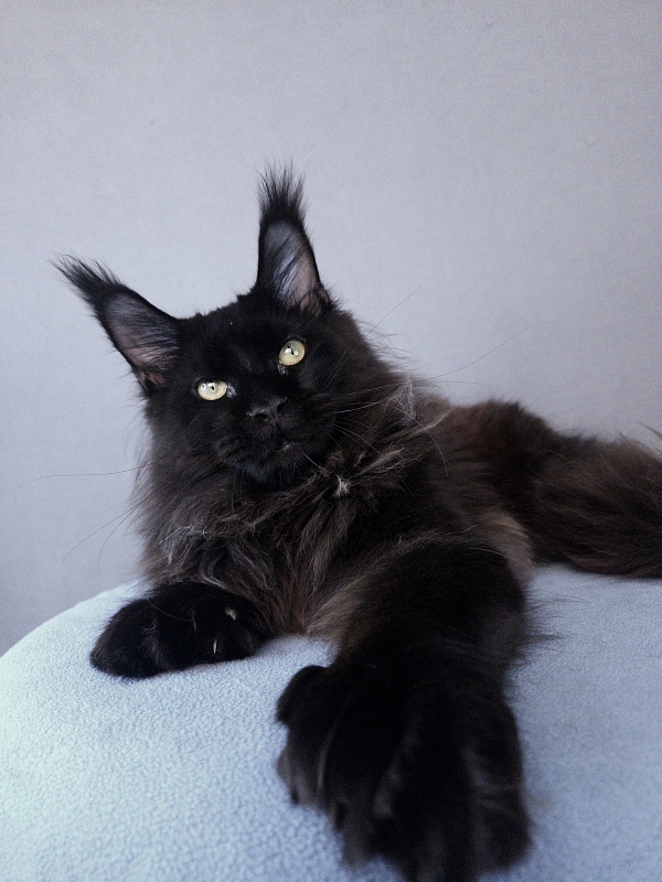 Urgant Akbars (polydactyl) 76/66 - Junior maine-coon 7 months