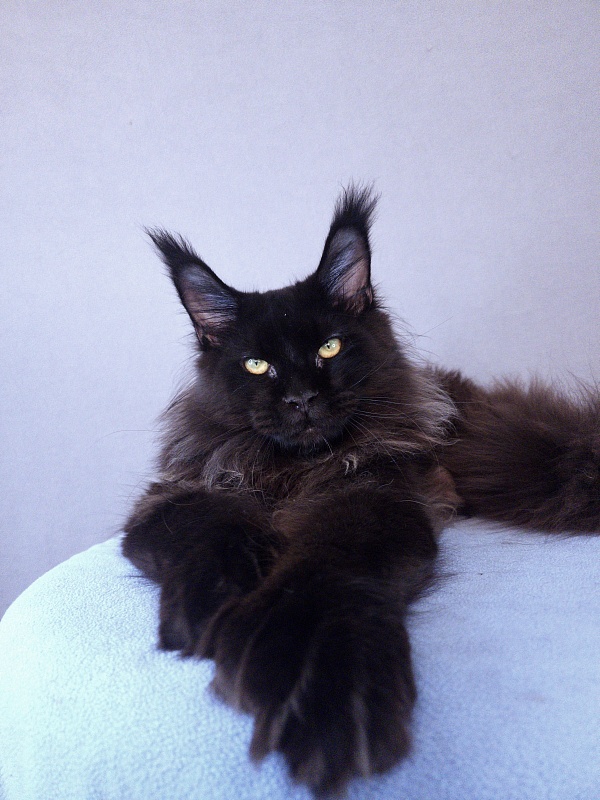 Urgant Akbars (polydactyl) 76/66 - Junior maine-coon 7 months