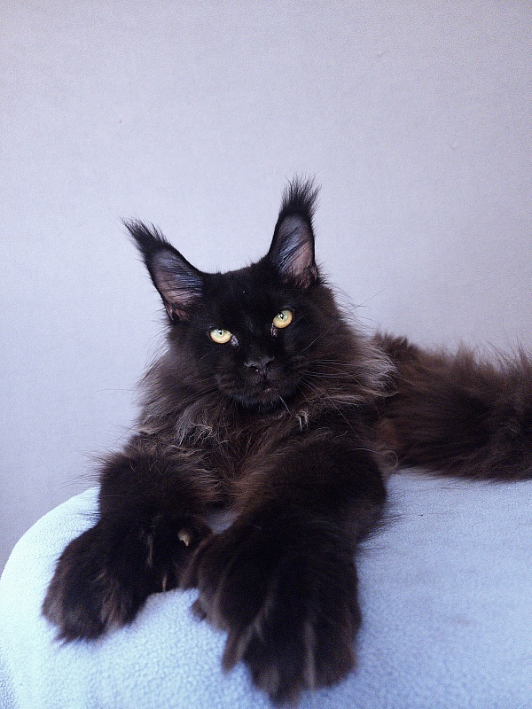 Urgant Akbars (polydactyl) 76/66 - Junior maine-coon 7 months