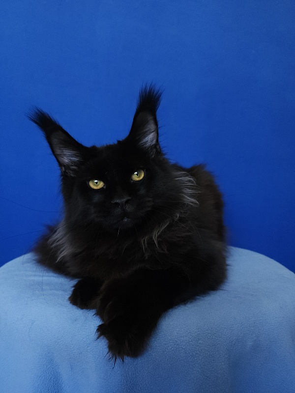 Urgant Akbars (polydactyl) 76/66 - Kitten maine-coon 5 months 4 weeks