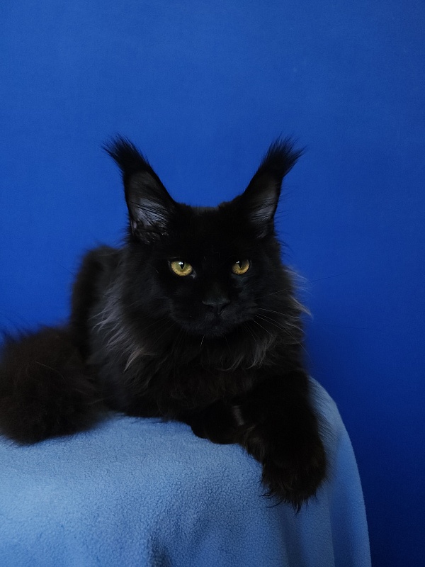 Urgant Akbars (polydactyl) 76/66 - Kitten maine-coon 5 months 4 weeks