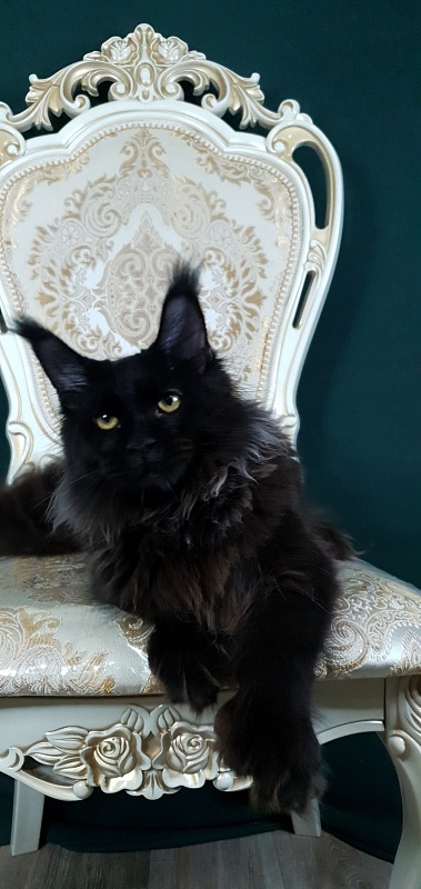 Urgant Akbars (polydactyl) 76/66 - Kitten maine-coon 6 months