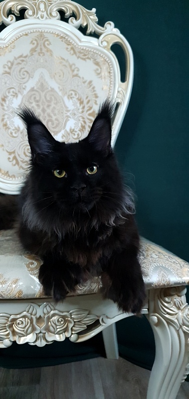 Urgant Akbars (polydactyl) 76/66 - Kitten maine-coon 6 months