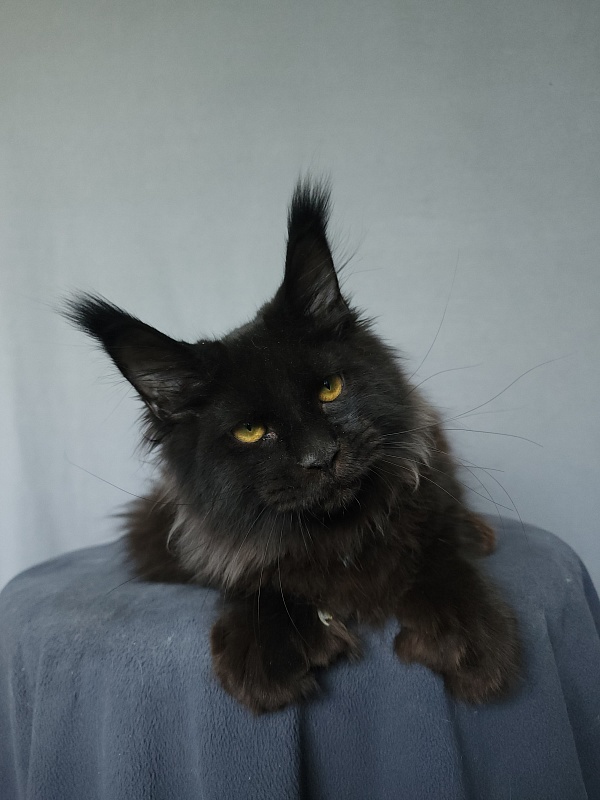 Urgant Akbars (polydactyl) 76/66 - Kitten maine-coon 4 months 3 weeks