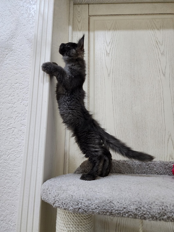 Ursel  Akbars (polydactyl) 66/66 - Kitten maine-coon 3 months 0.5 weeks