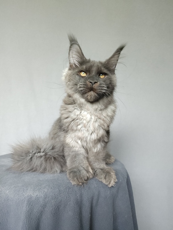 Ursel  Akbars (polydactyl) 66/66 - Kitten maine-coon 4 months 3 weeks