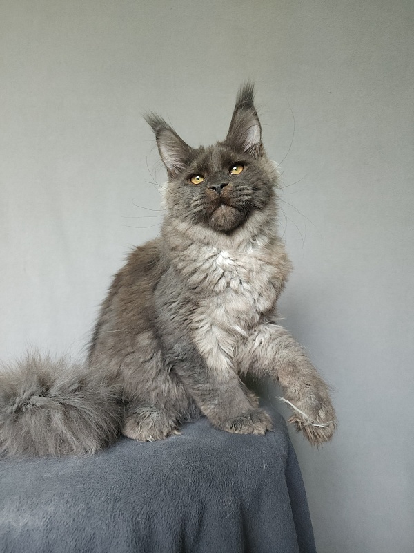 Ursel  Akbars (polydactyl) 66/66 - Kitten maine-coon 4 months 3 weeks