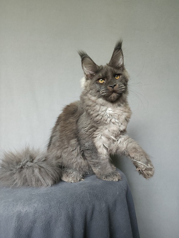 Ursel  Akbars (polydactyl) 66/66 - Kitten maine-coon 4 months 3 weeks