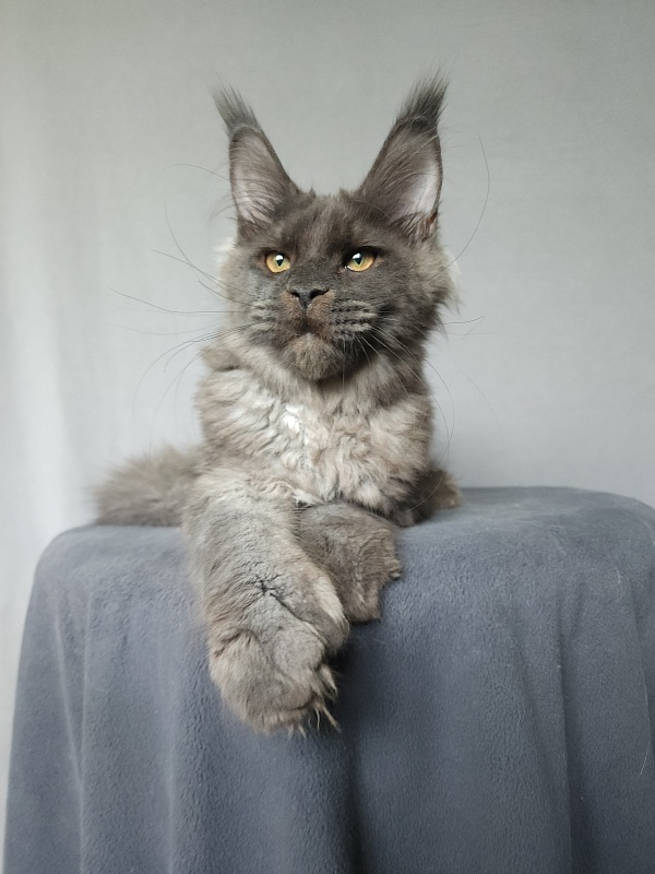 Ursel  Akbars (polydactyl) 66/66 - Kitten maine-coon 4 months 3 weeks