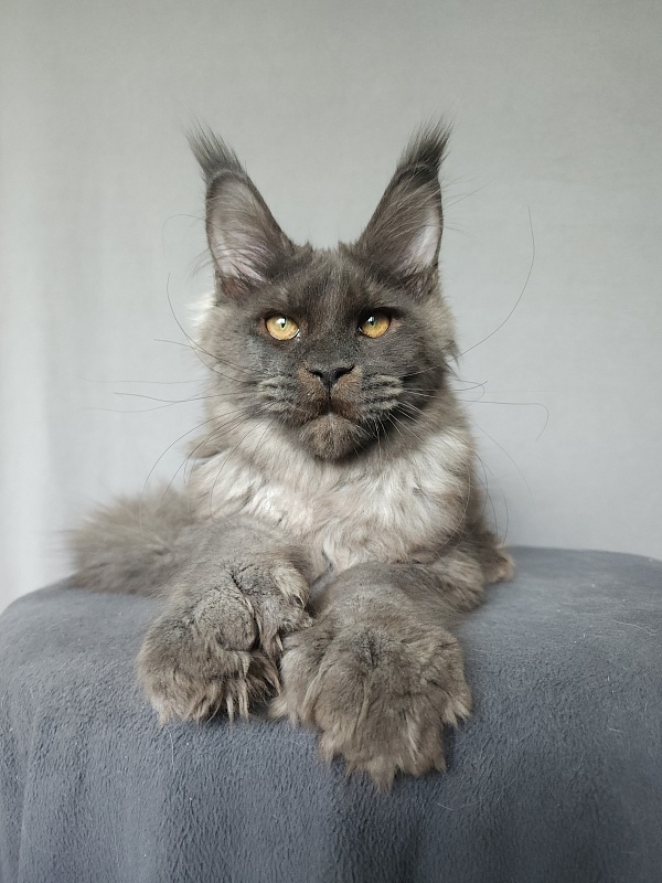 Ursel  Akbars (polydactyl) 66/66 - Kitten maine-coon 4 months 3 weeks