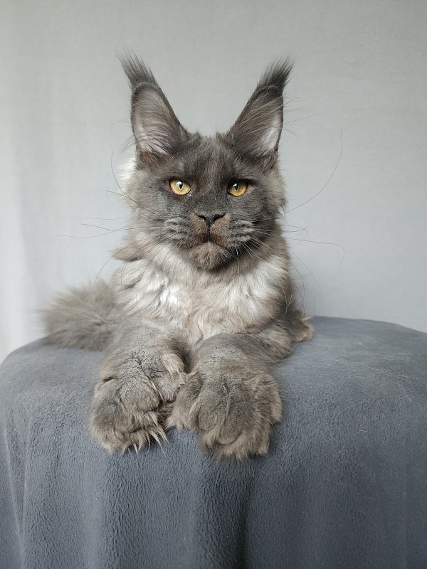 Ursel  Akbars (polydactyl) 66/66 - Kitten maine-coon 4 months 3 weeks