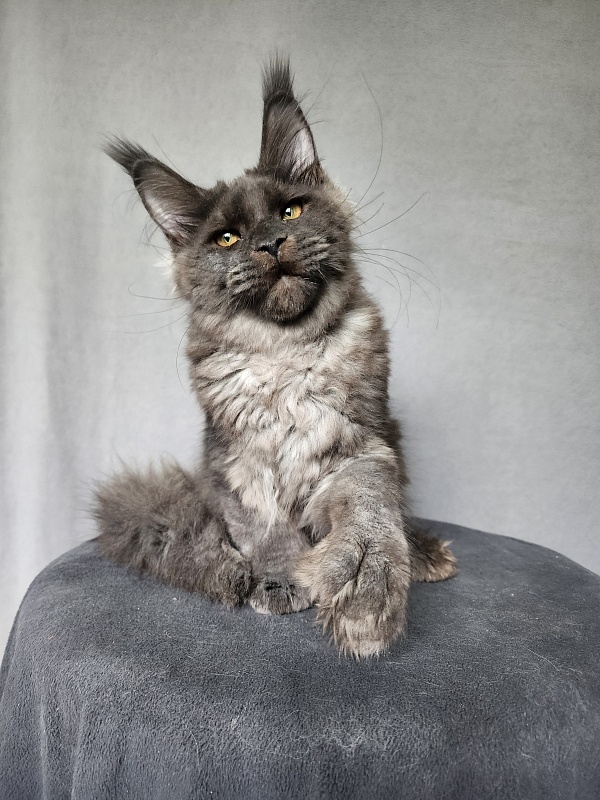 Ursel  Akbars (polydactyl) 66/66 - Kitten maine-coon 4 months 3 weeks