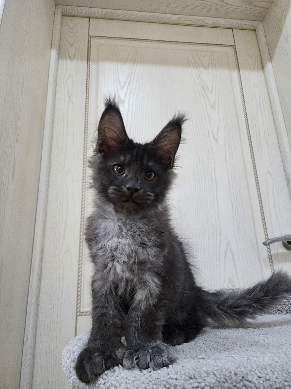 Ursel  Akbars (polydactyl) 66/66 - Kitten maine-coon 3 months 0.5 weeks